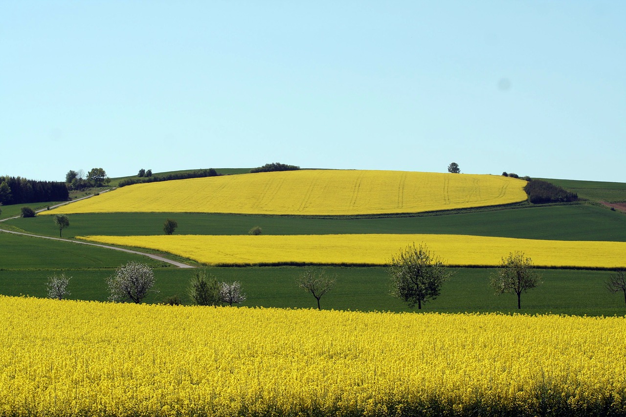 rapeseed fields field oilseed rape free photo