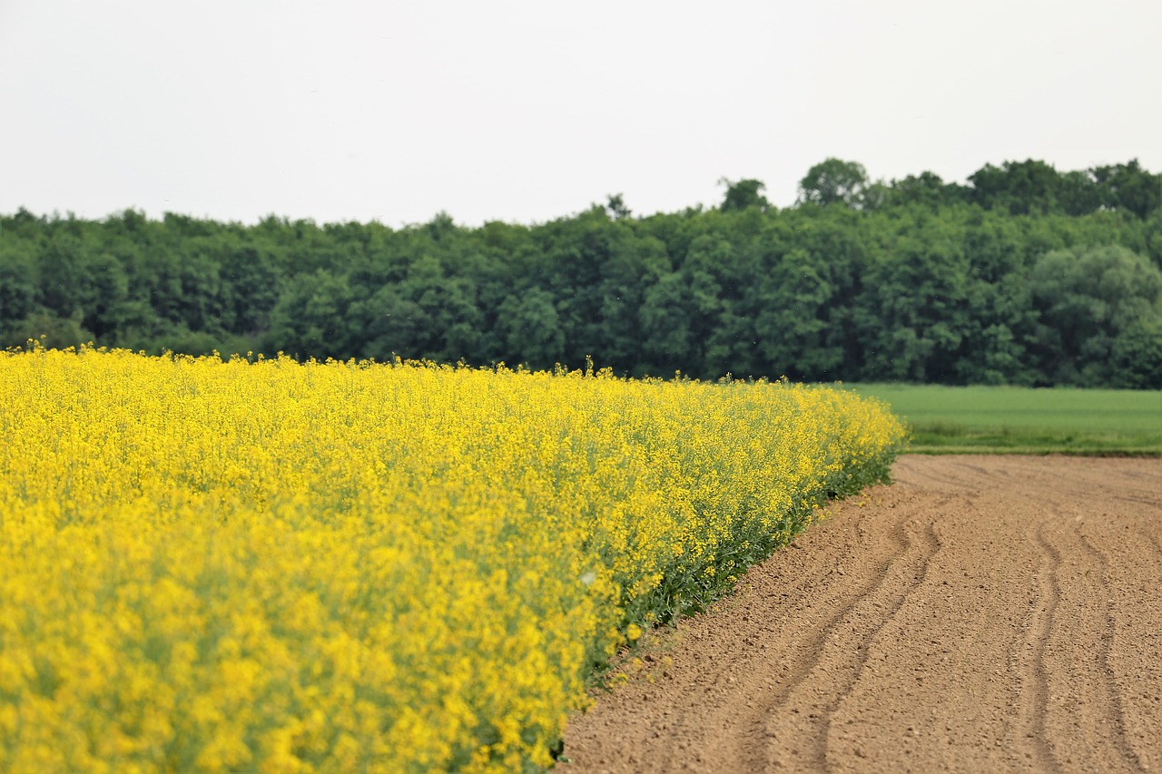 rapeseed meadow  brassica napus  agriculture free photo
