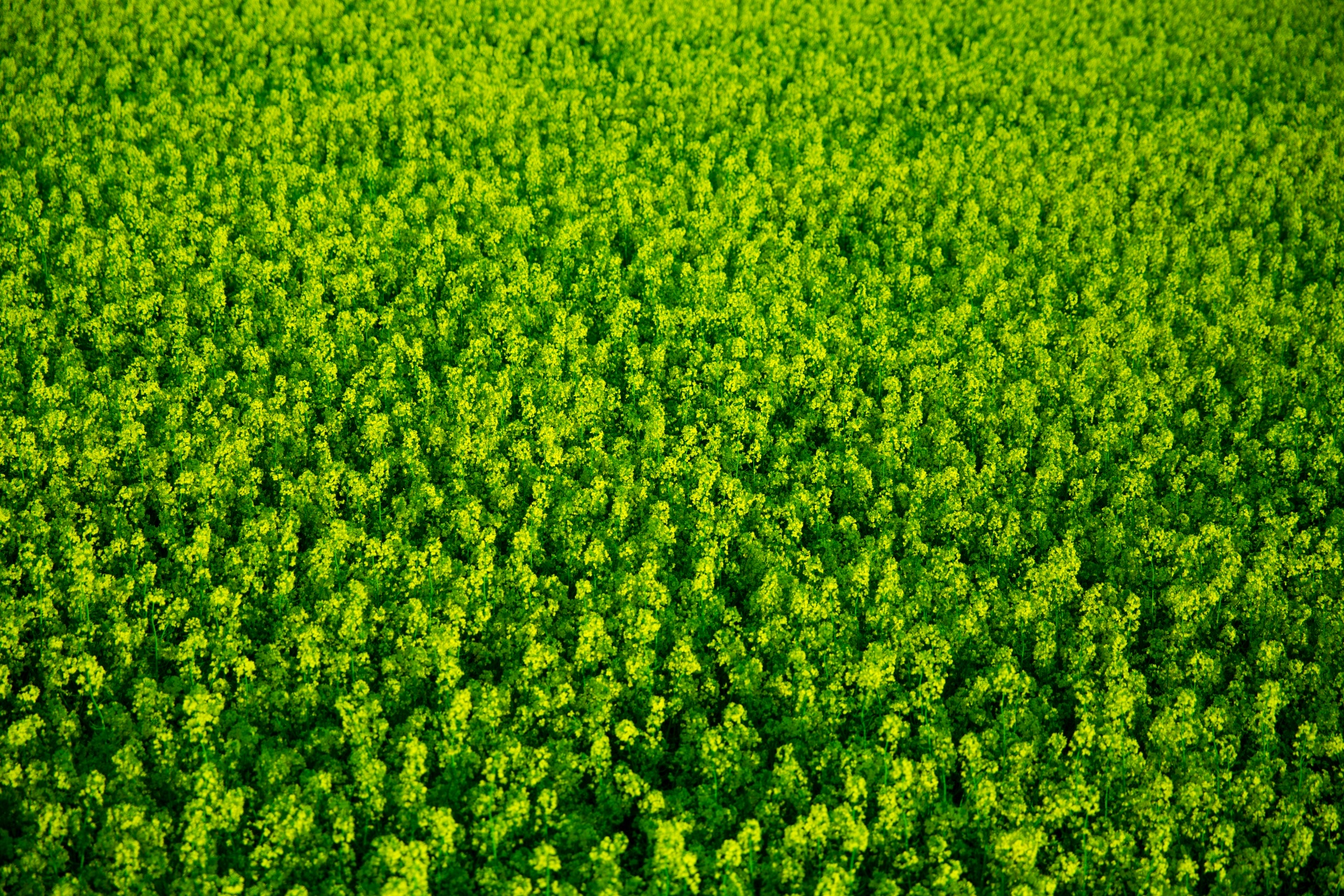 agricultural agriculture background free photo