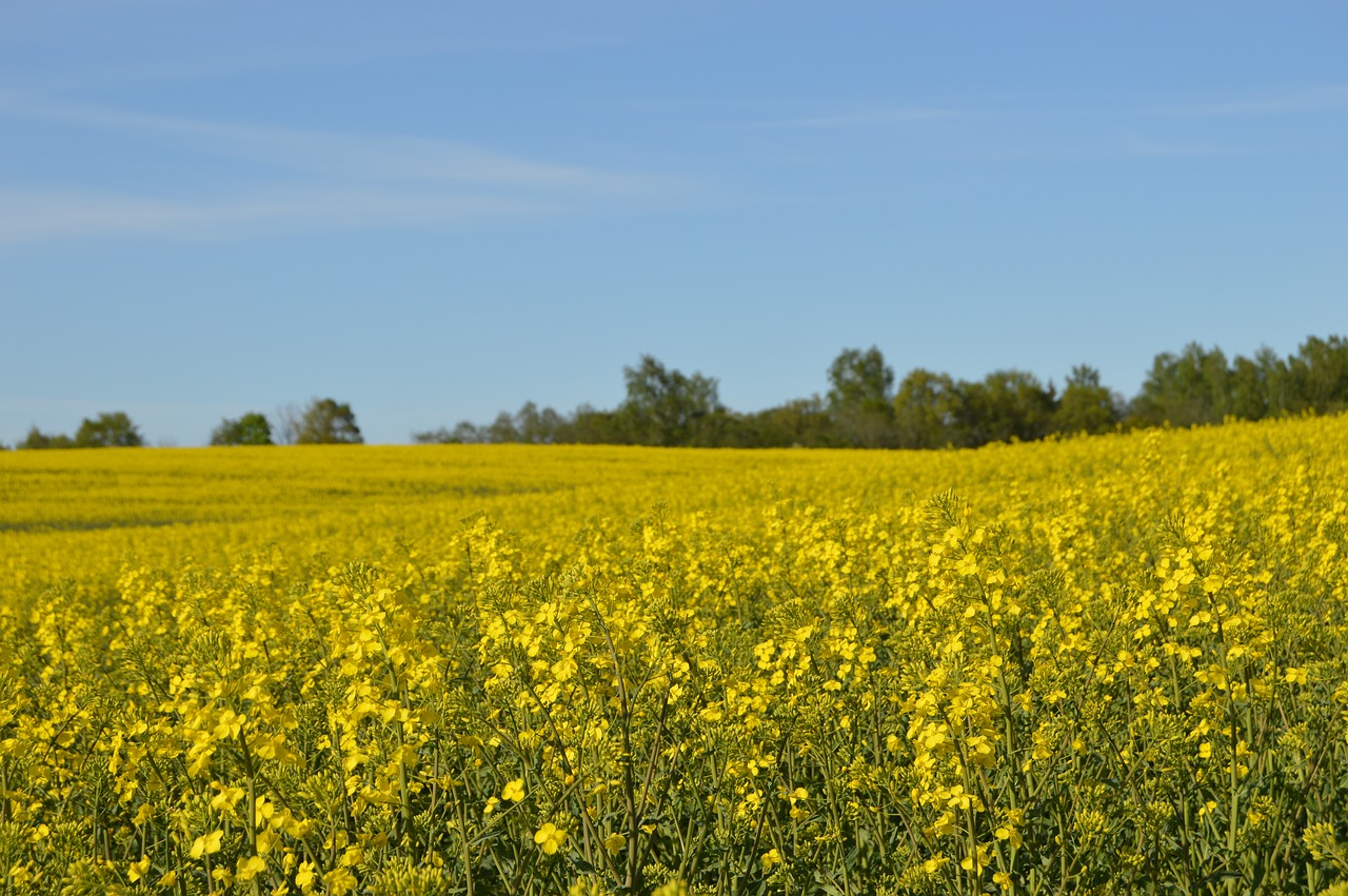 rapsmark summer field free photo