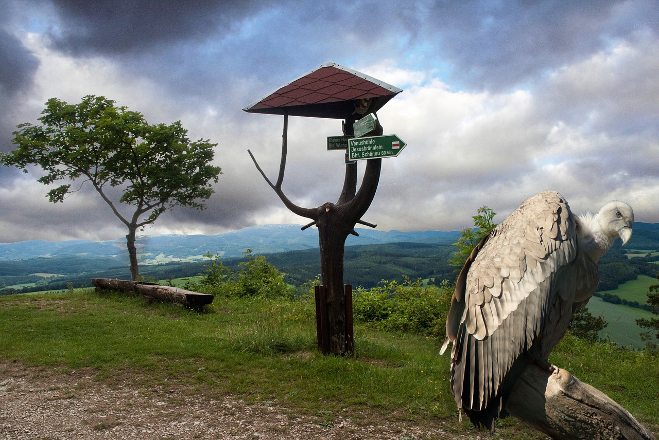 raptor griffon vulture bird free photo