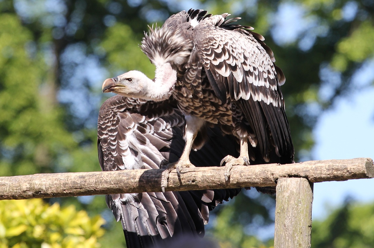 raptor vulture eagle free photo