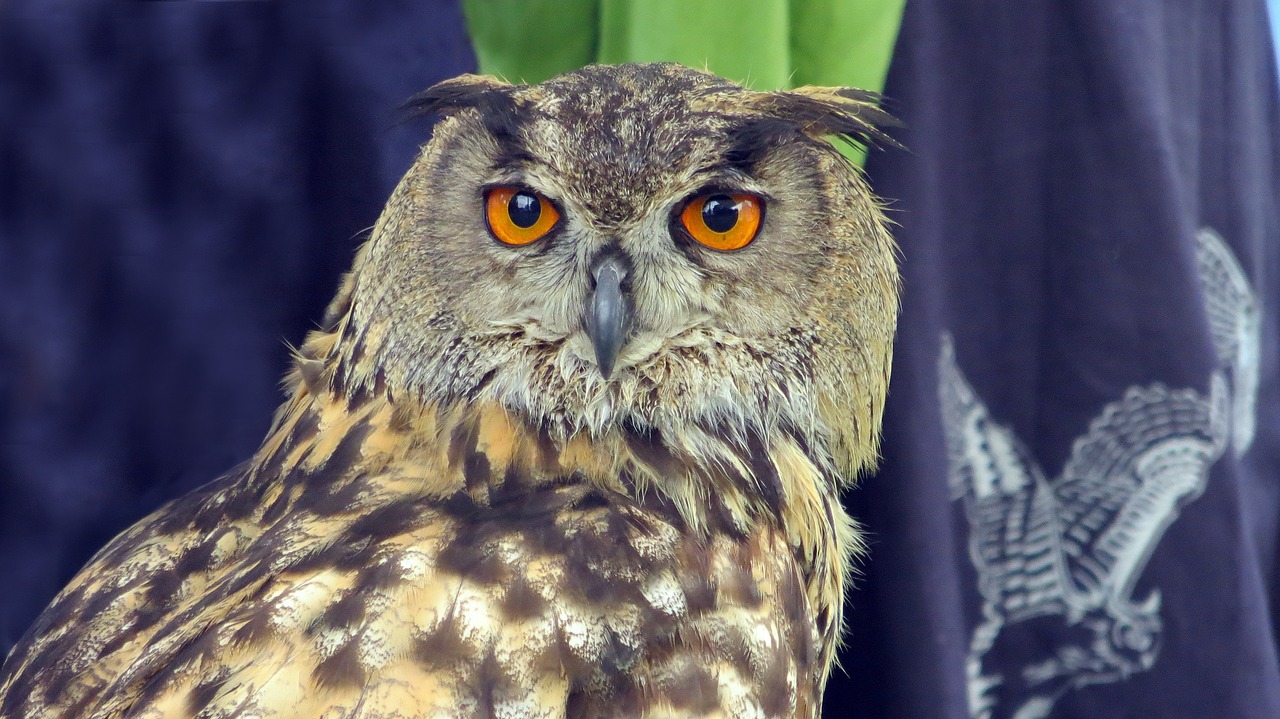 raptor owl eagle owl free photo