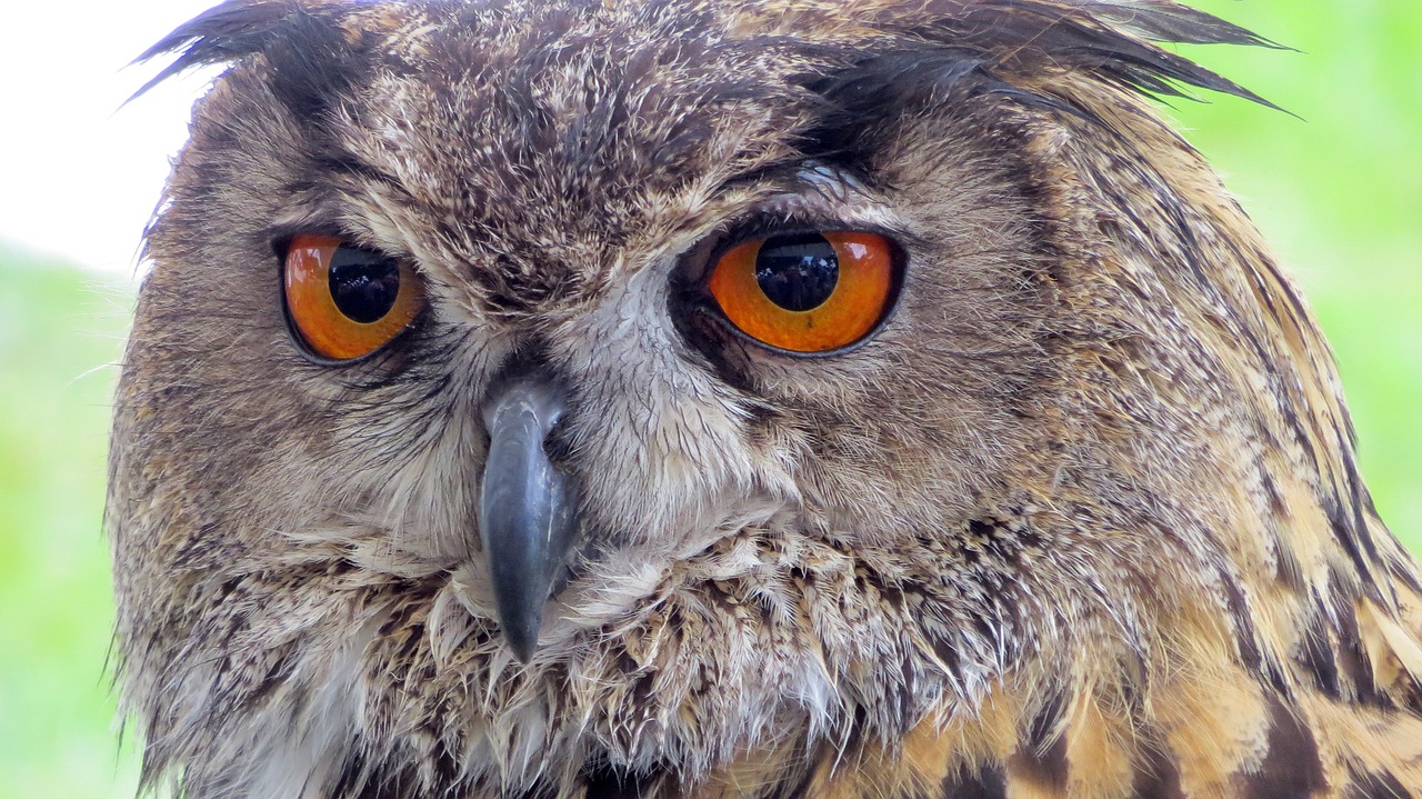 raptor owl eagle owl free photo