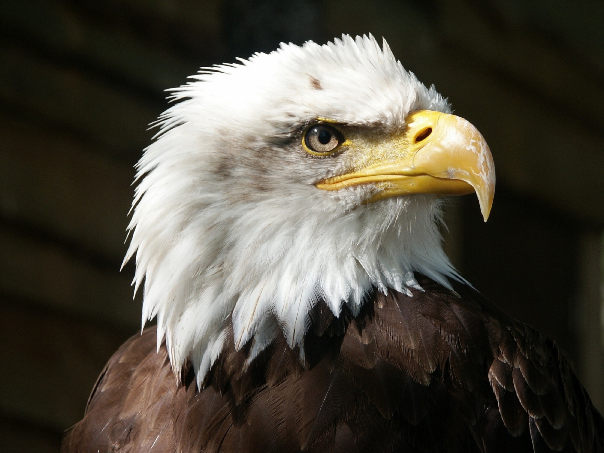 bald eagle portrait free photo