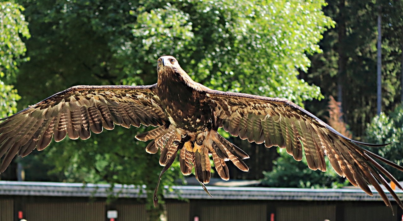 raptor adler bird of prey free photo