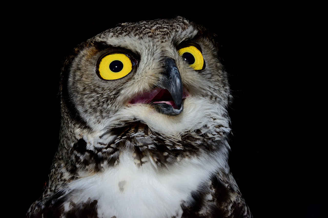 raptor tuscany ferragosto free photo