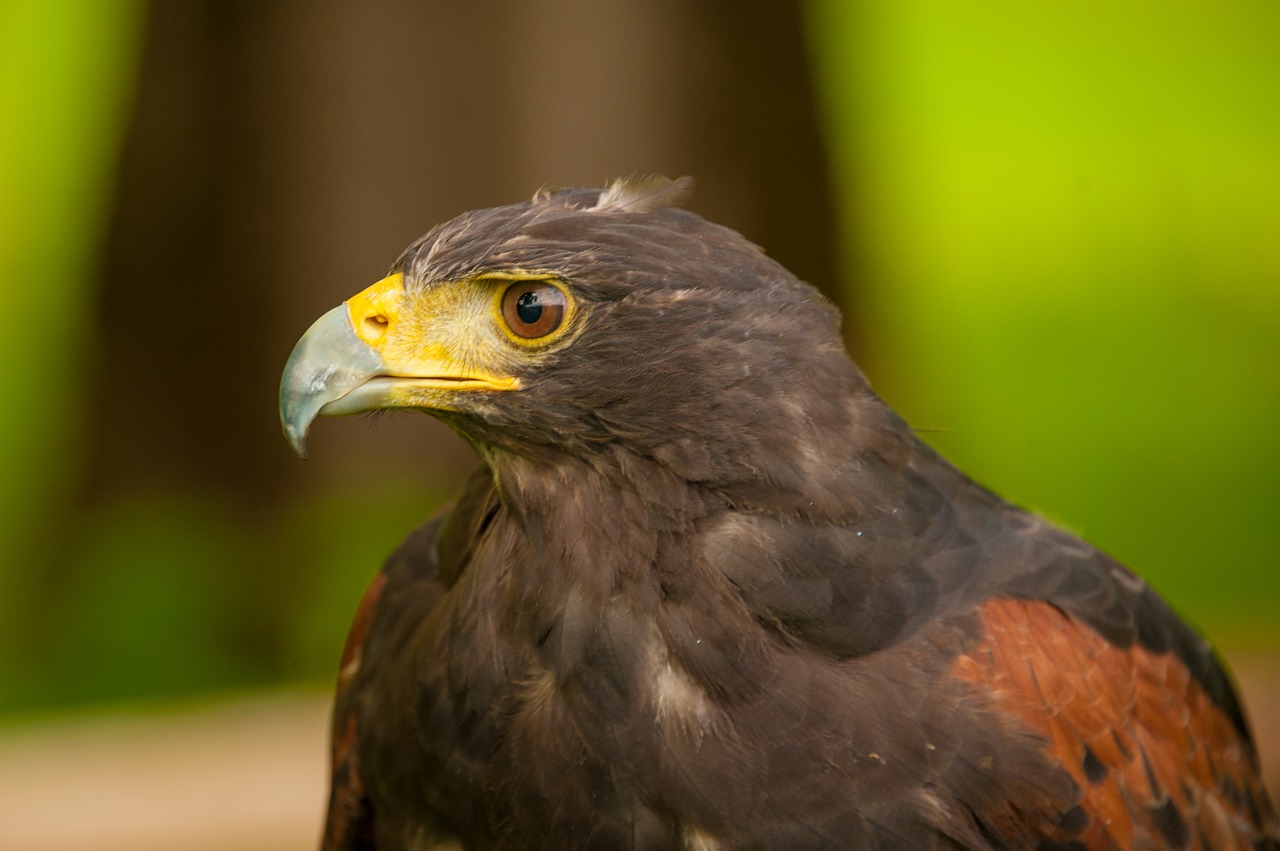 raptor steyrling fountain valley free photo