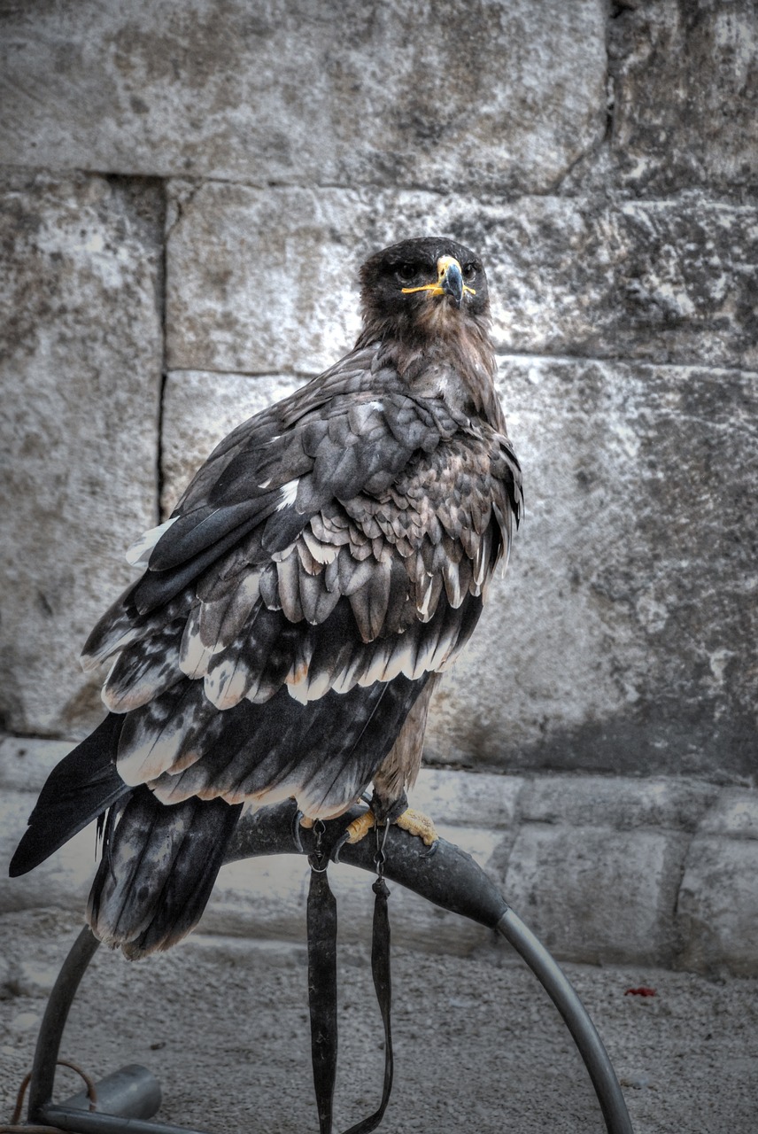 raptor sulmona italy free photo