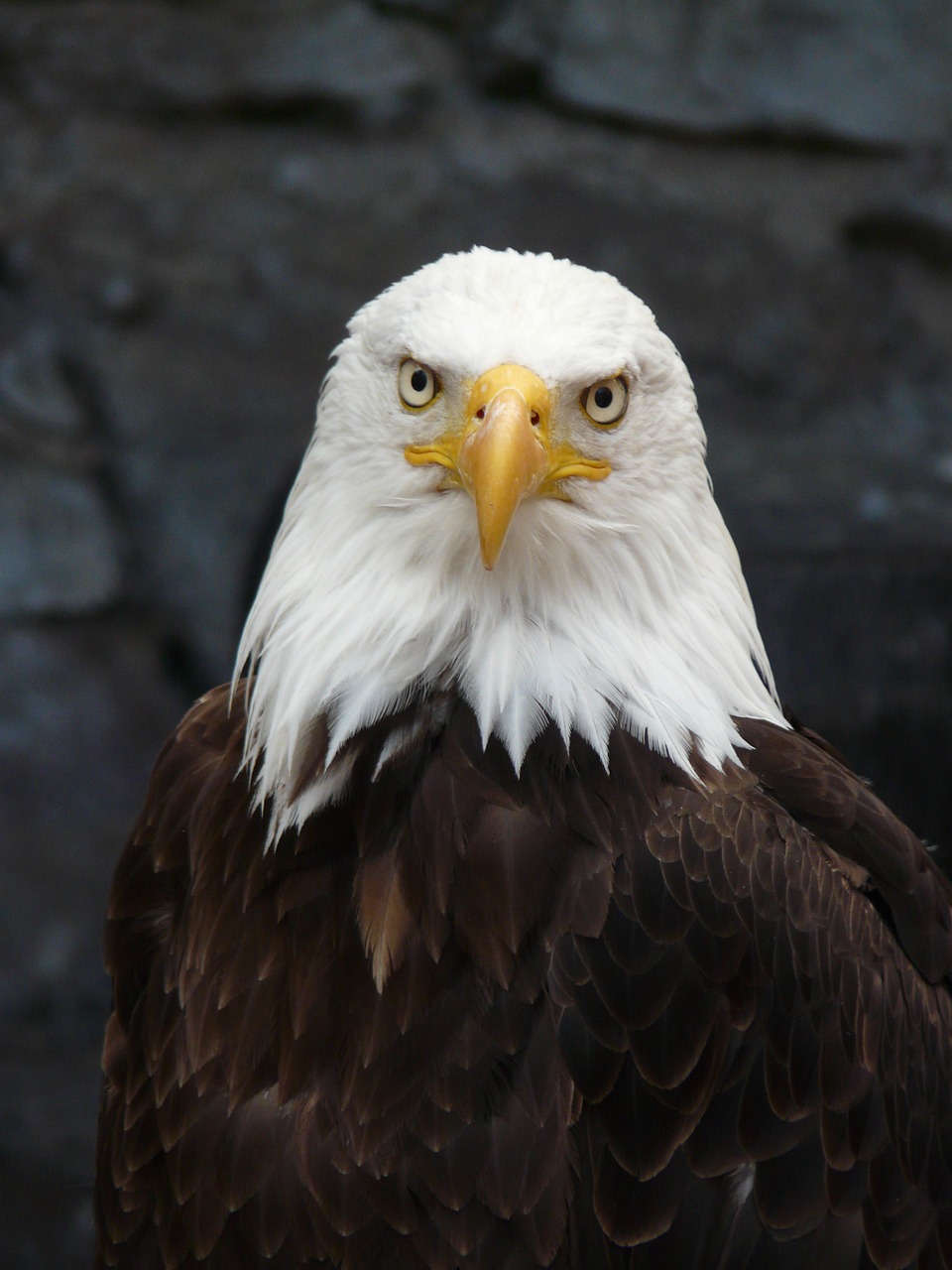 raptor eagle fish eagle free photo