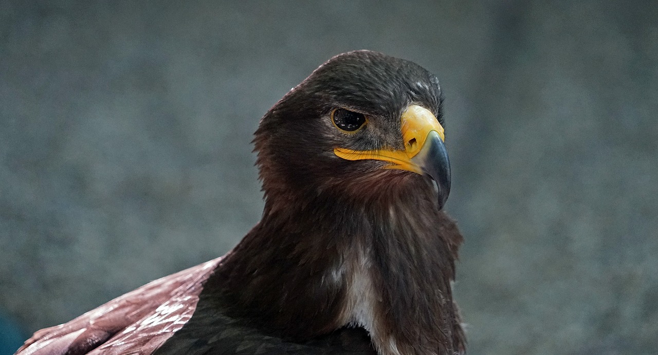 raptor bird of prey bill free photo