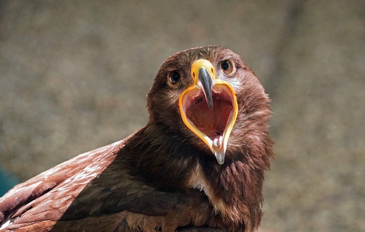 raptor bird of prey bill free photo