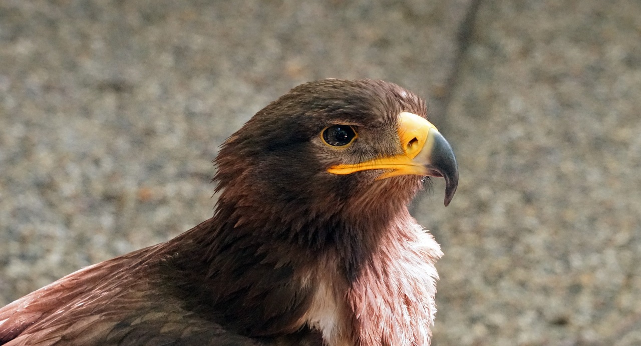 raptor bird of prey bill free photo