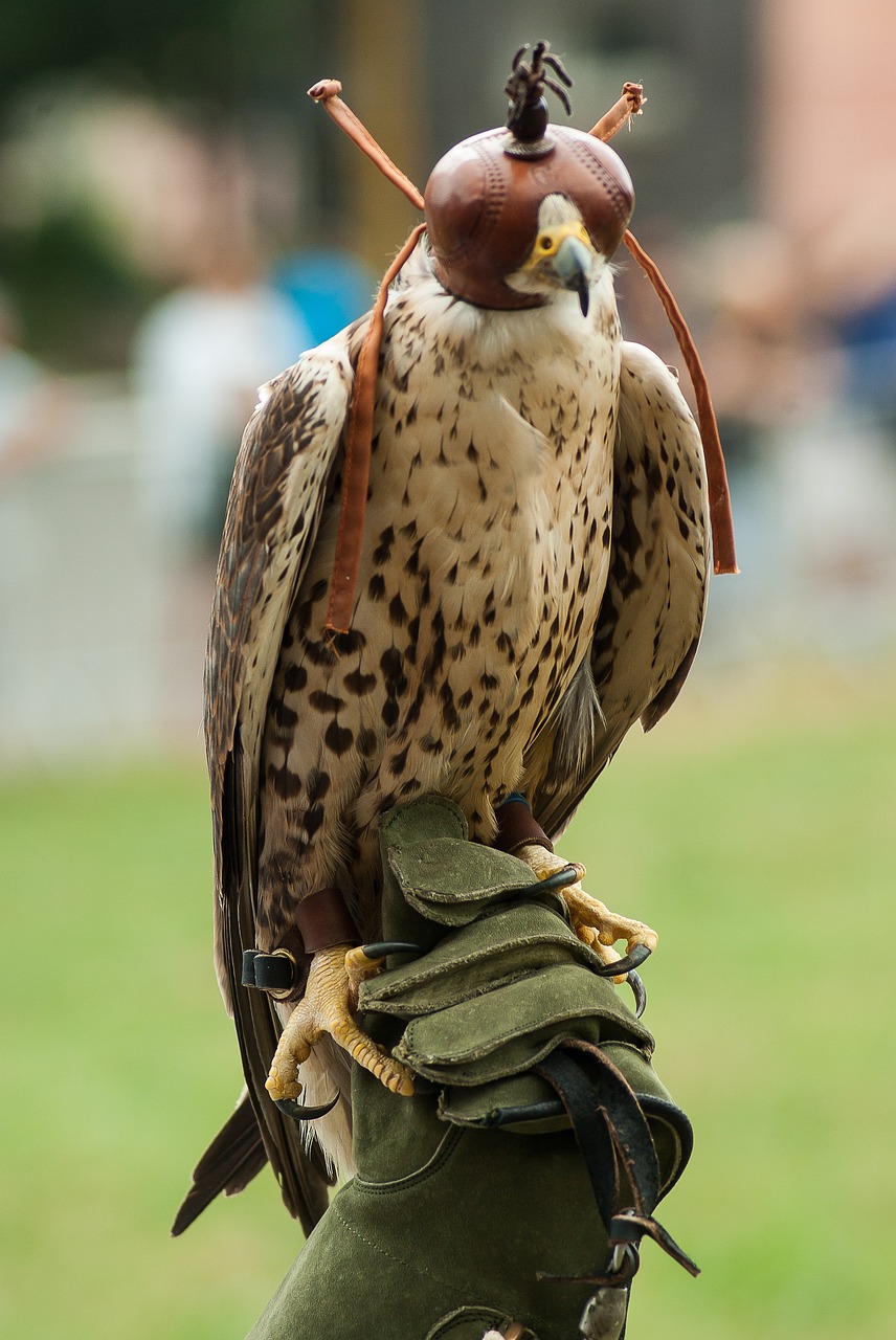 raptor hunting falcon free photo
