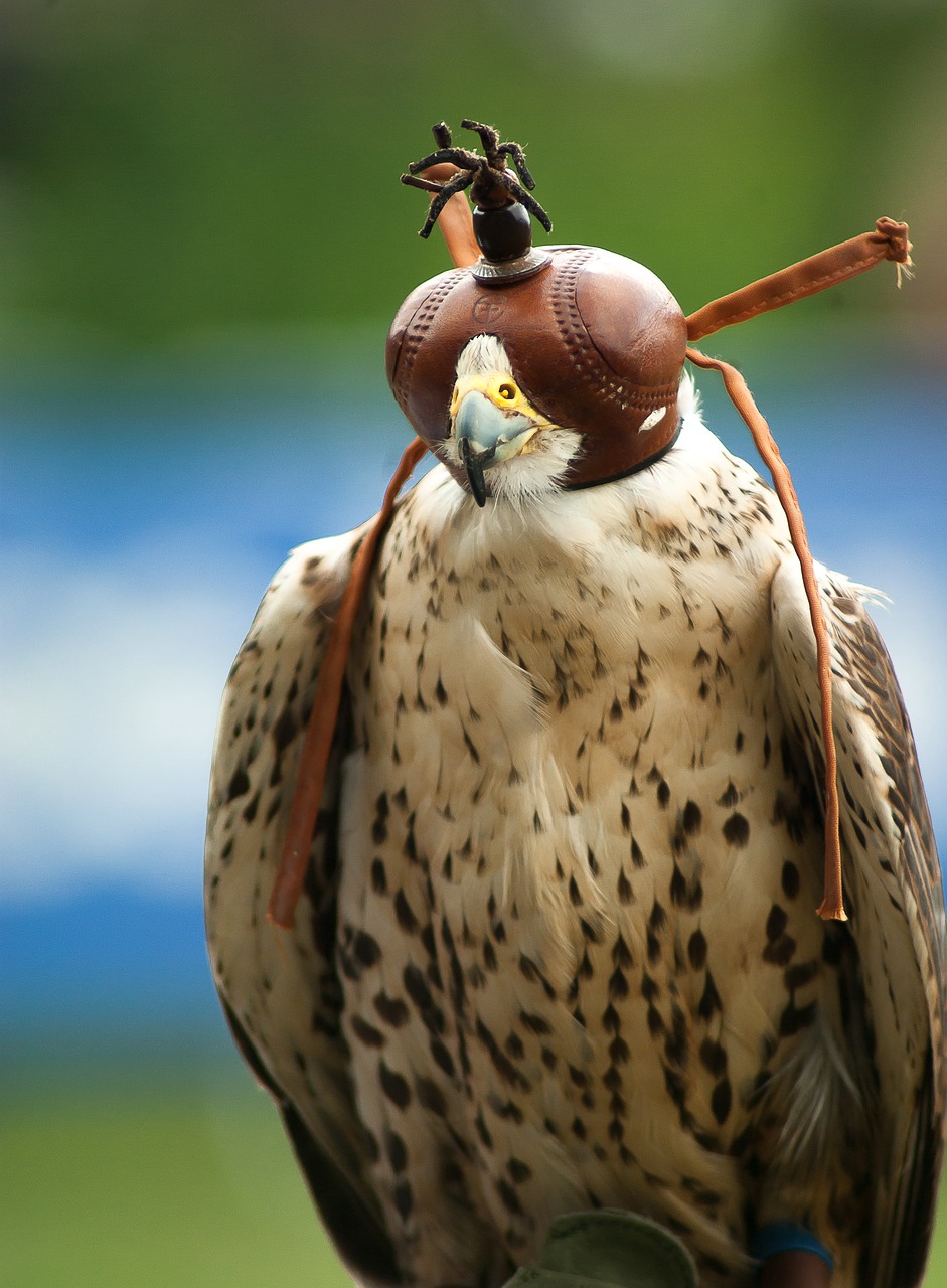 raptor falcon hunting free photo