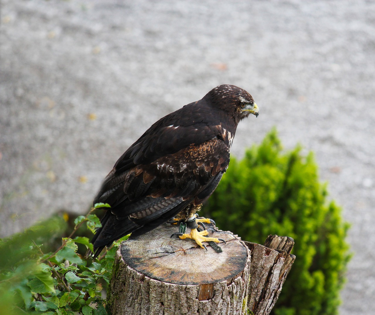 raptor falcon bird of prey free photo