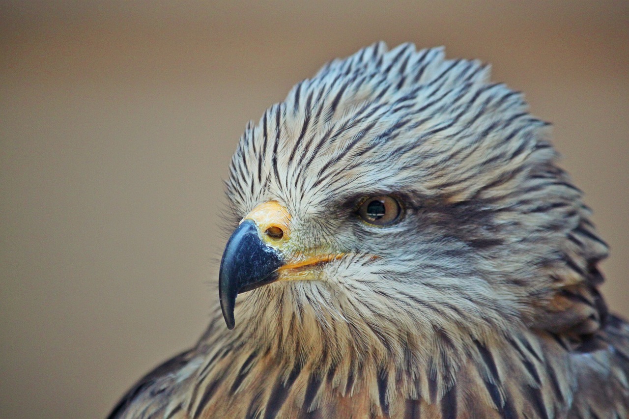 raptor bird animal free photo