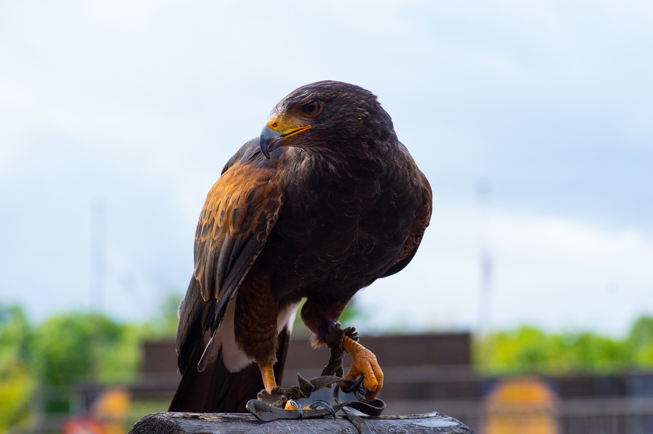 raptor falconry predator free photo