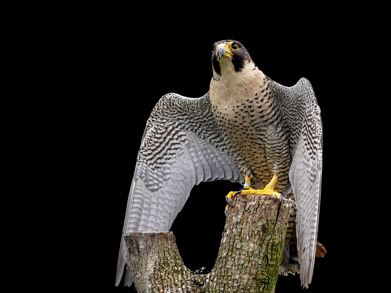 raptor peregrine falcon falcon free photo