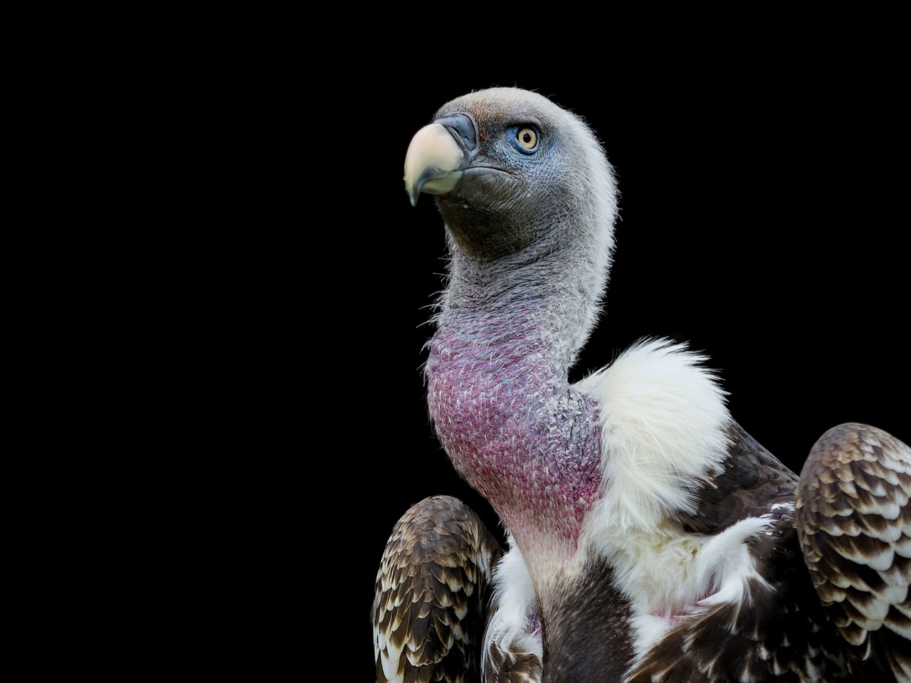 raptor sperber vulture head free photo
