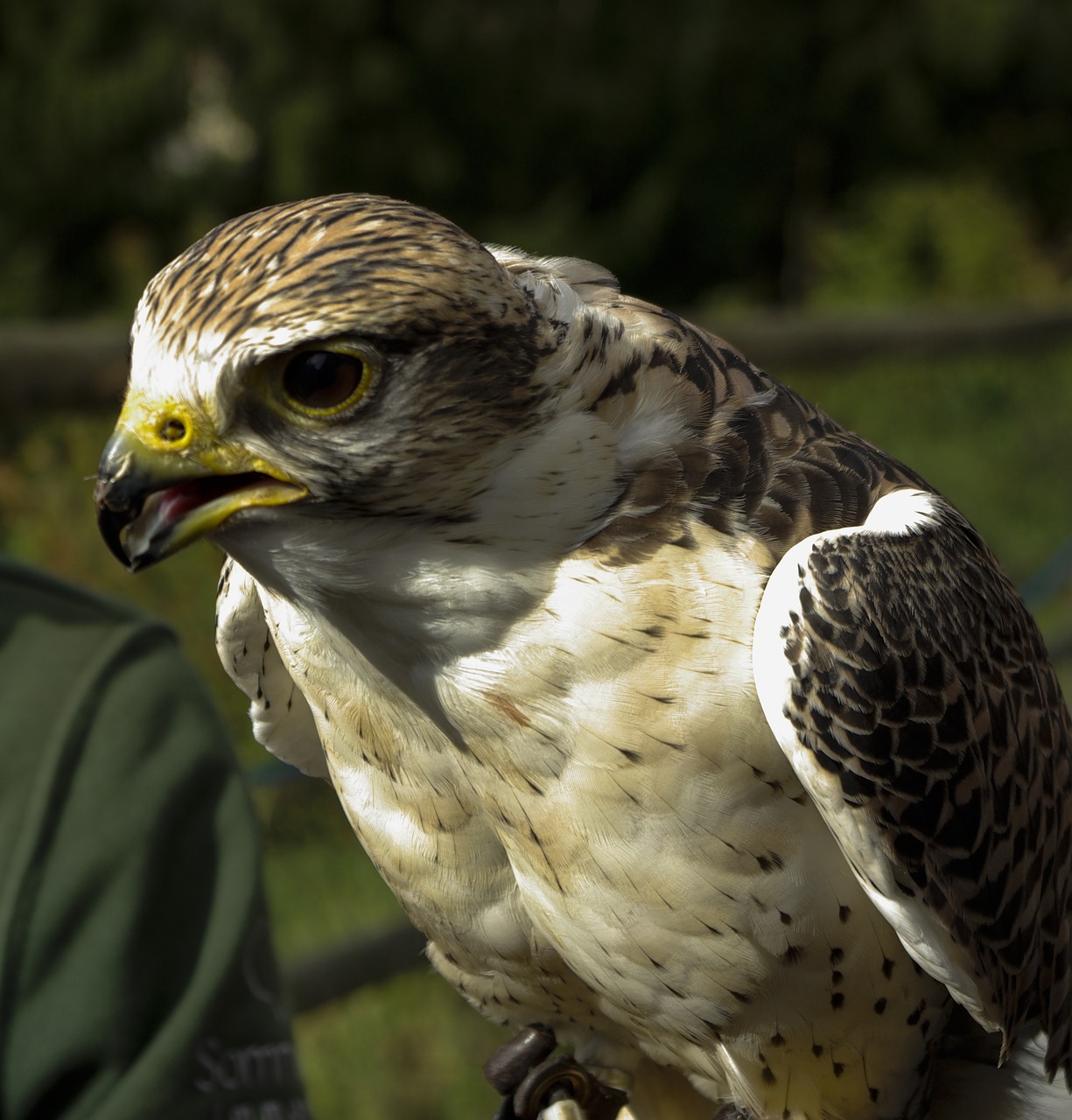 raptor nature bird of prey free photo