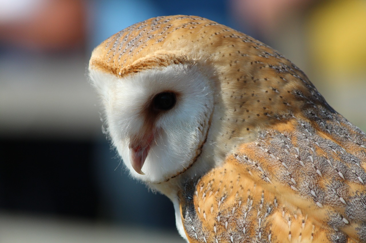 raptor barn owl head free photo