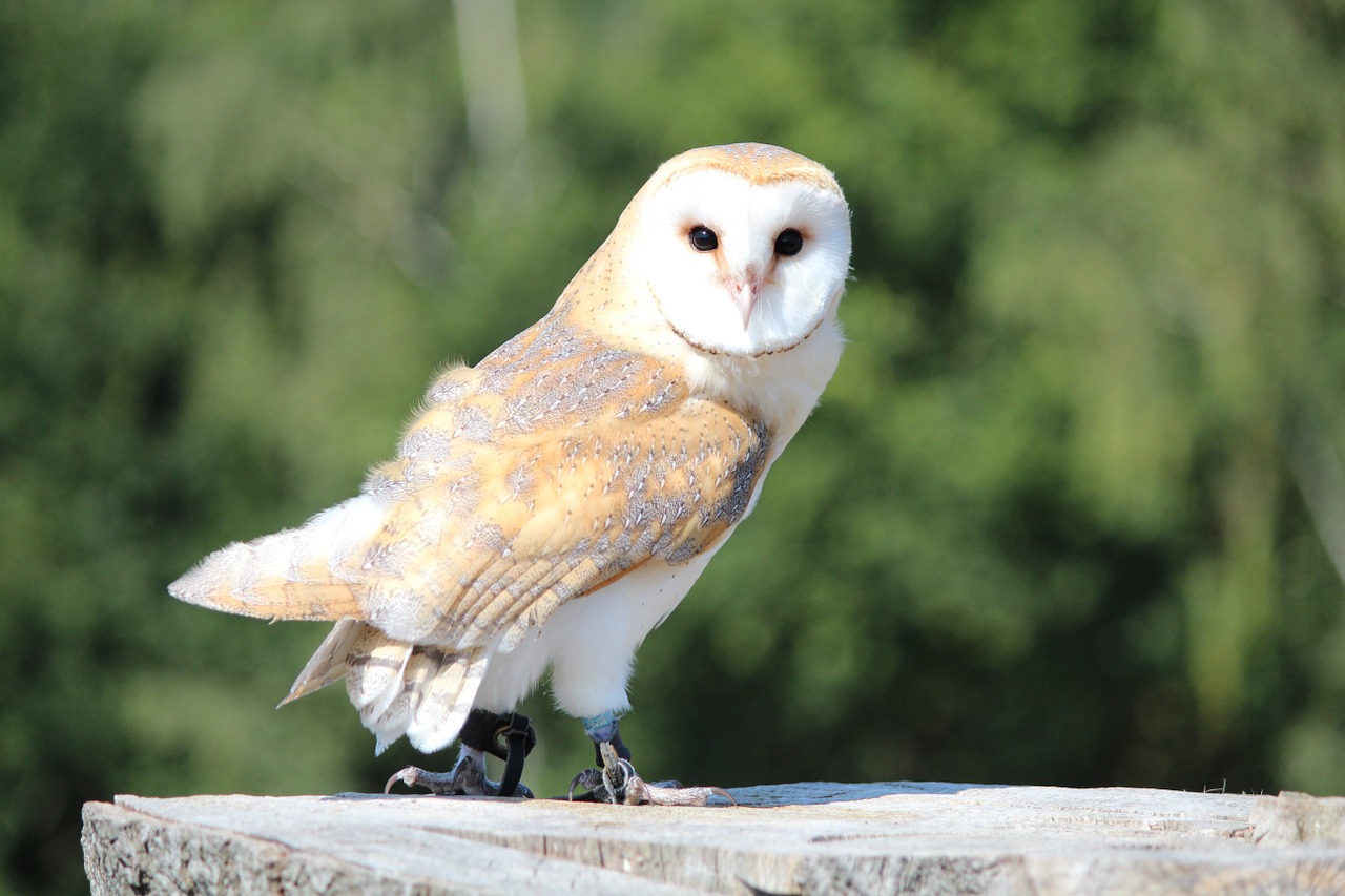 raptor wild bird barn owl free photo