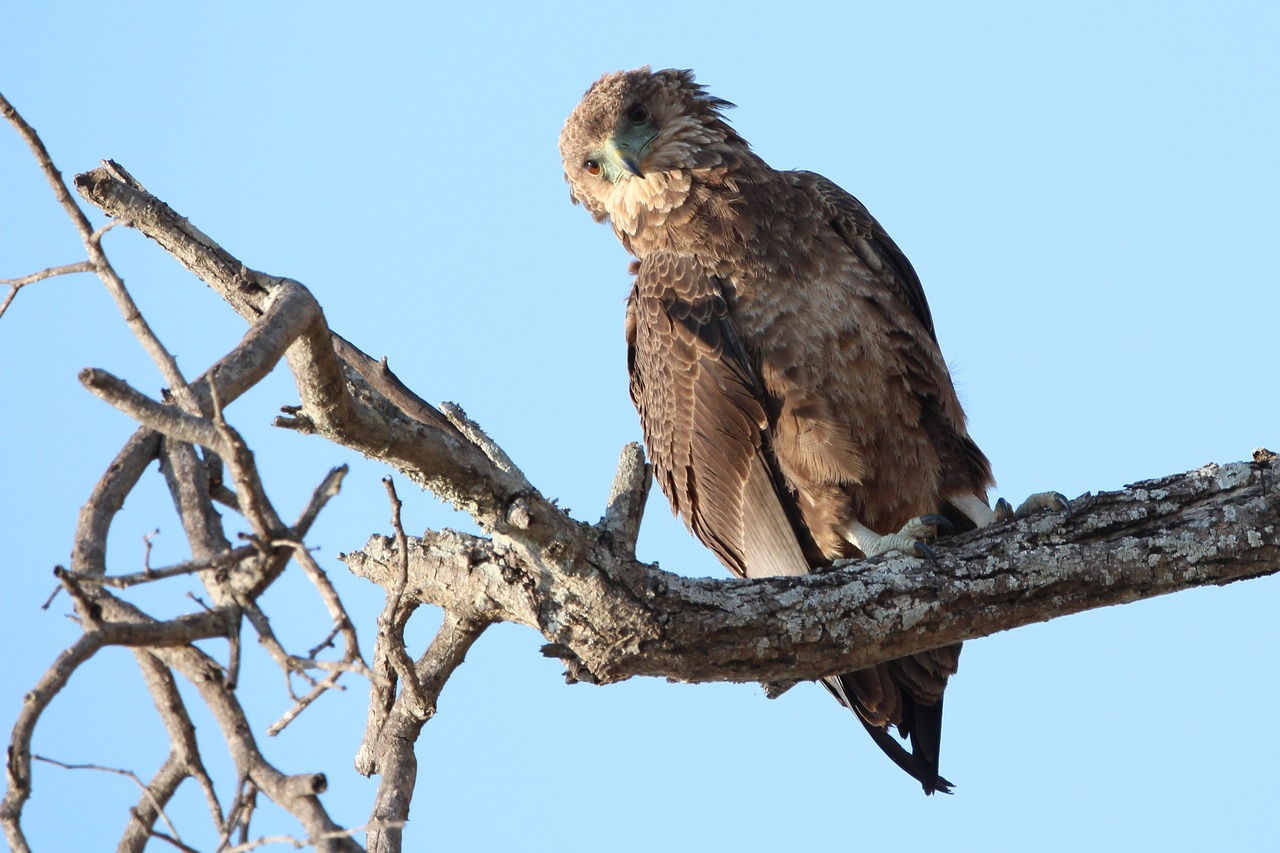 raptor bird africa free photo