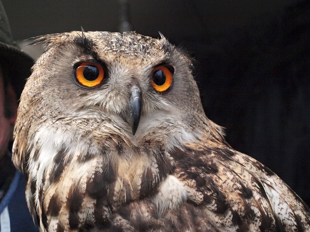 raptor bird owl free photo