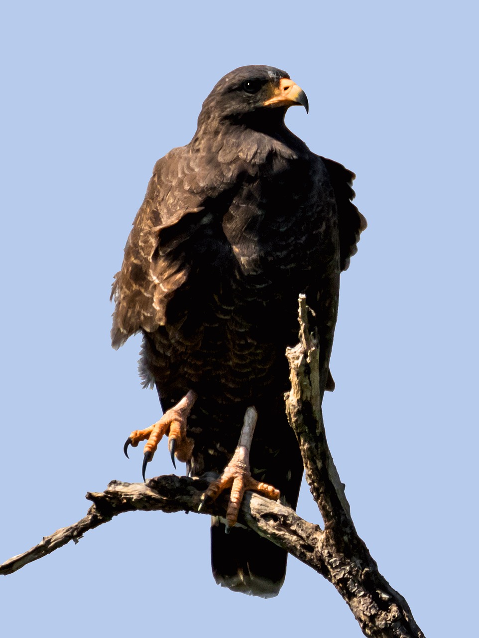 raptor eagle bird free photo