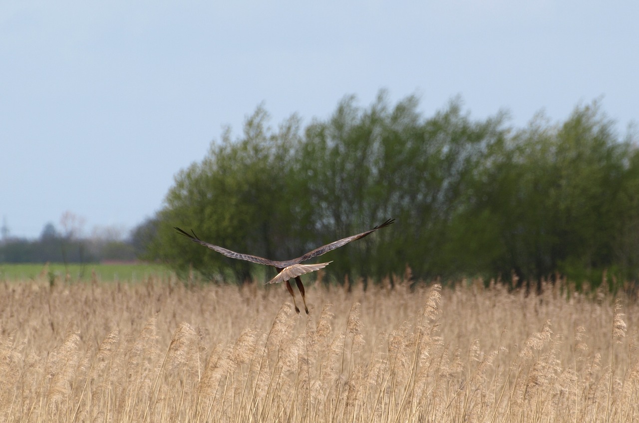 raptor bird of prey wing free photo