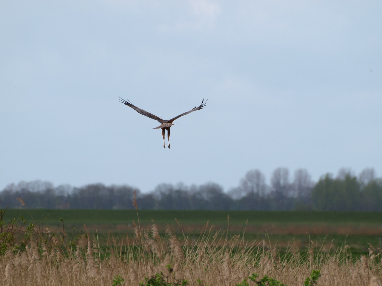 raptor wing bird free photo