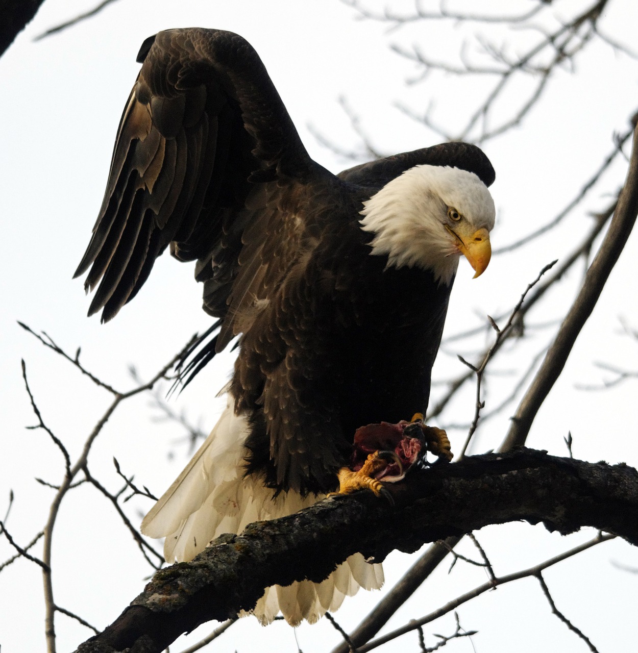 raptor  bird  eagle free photo