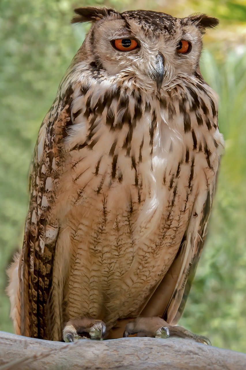 raptor  owl  bird free photo