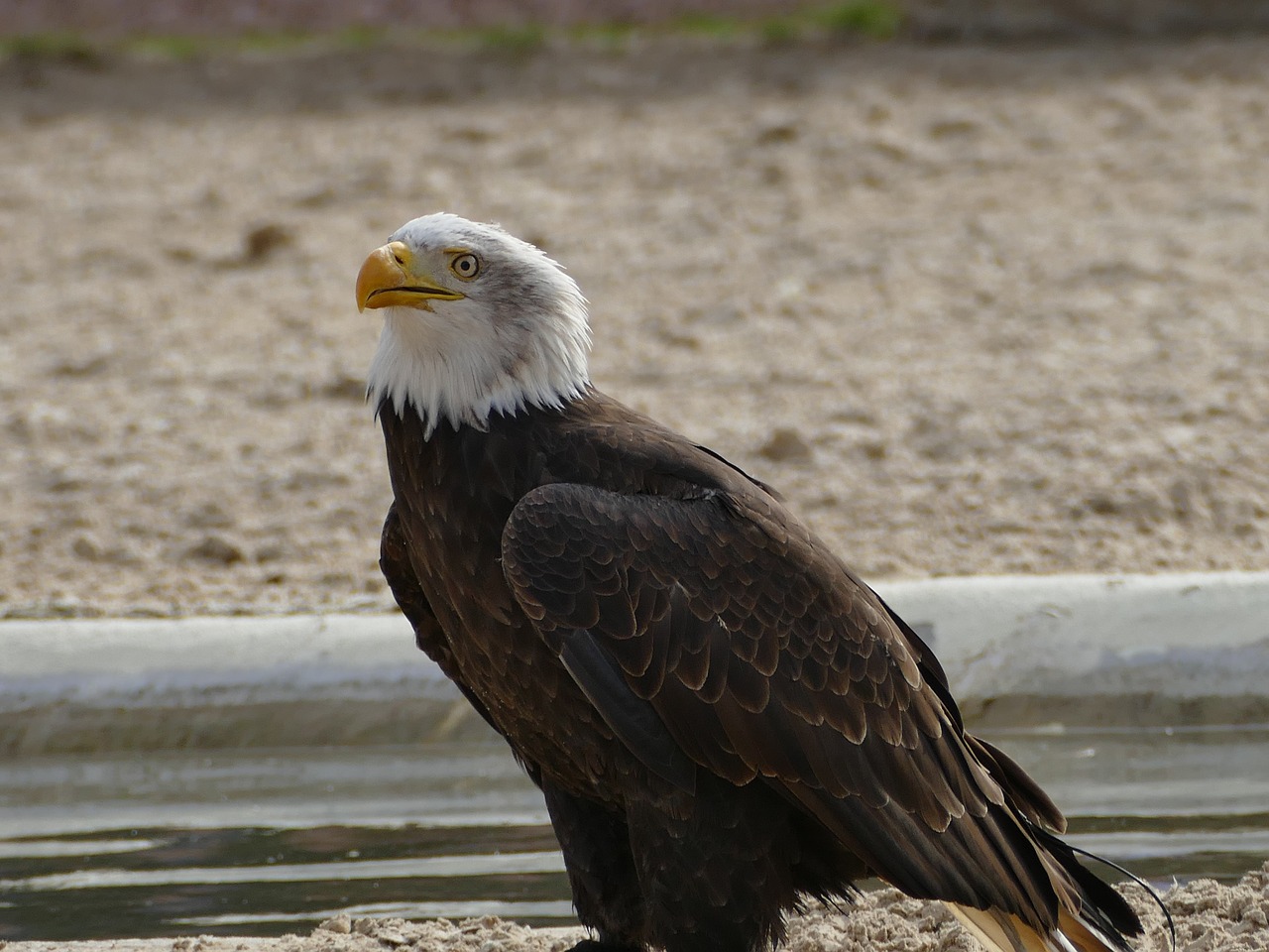 raptor  wildlife  bird free photo