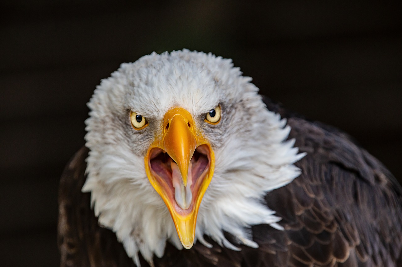 raptor  adler  bald eagle free photo