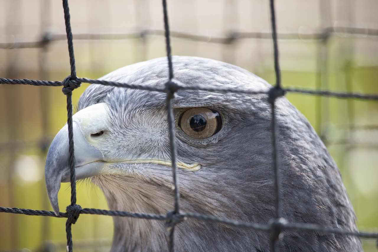 raptor  bird of prey  bird free photo