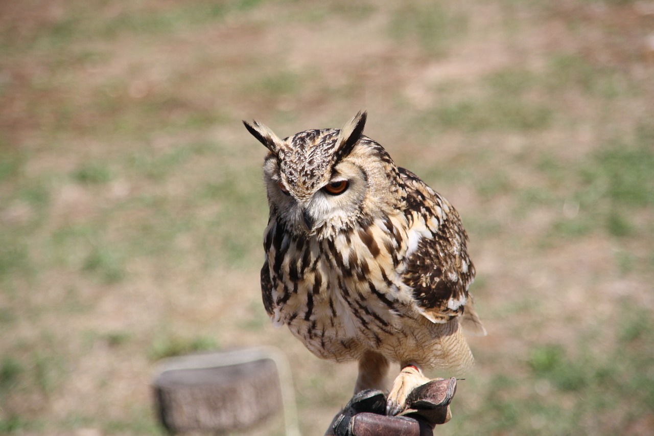 raptor  owl  bird free photo