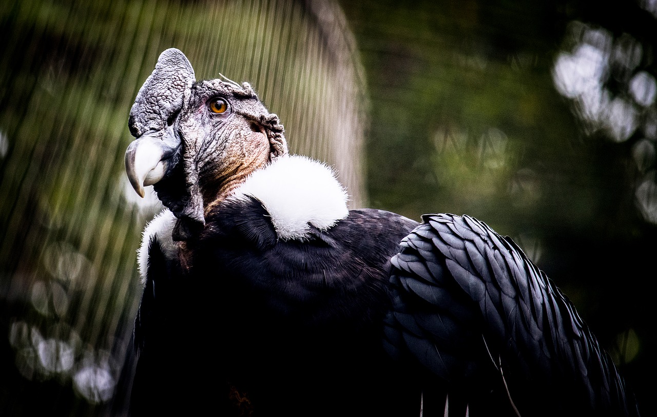 raptor  bird of prey  bird free photo