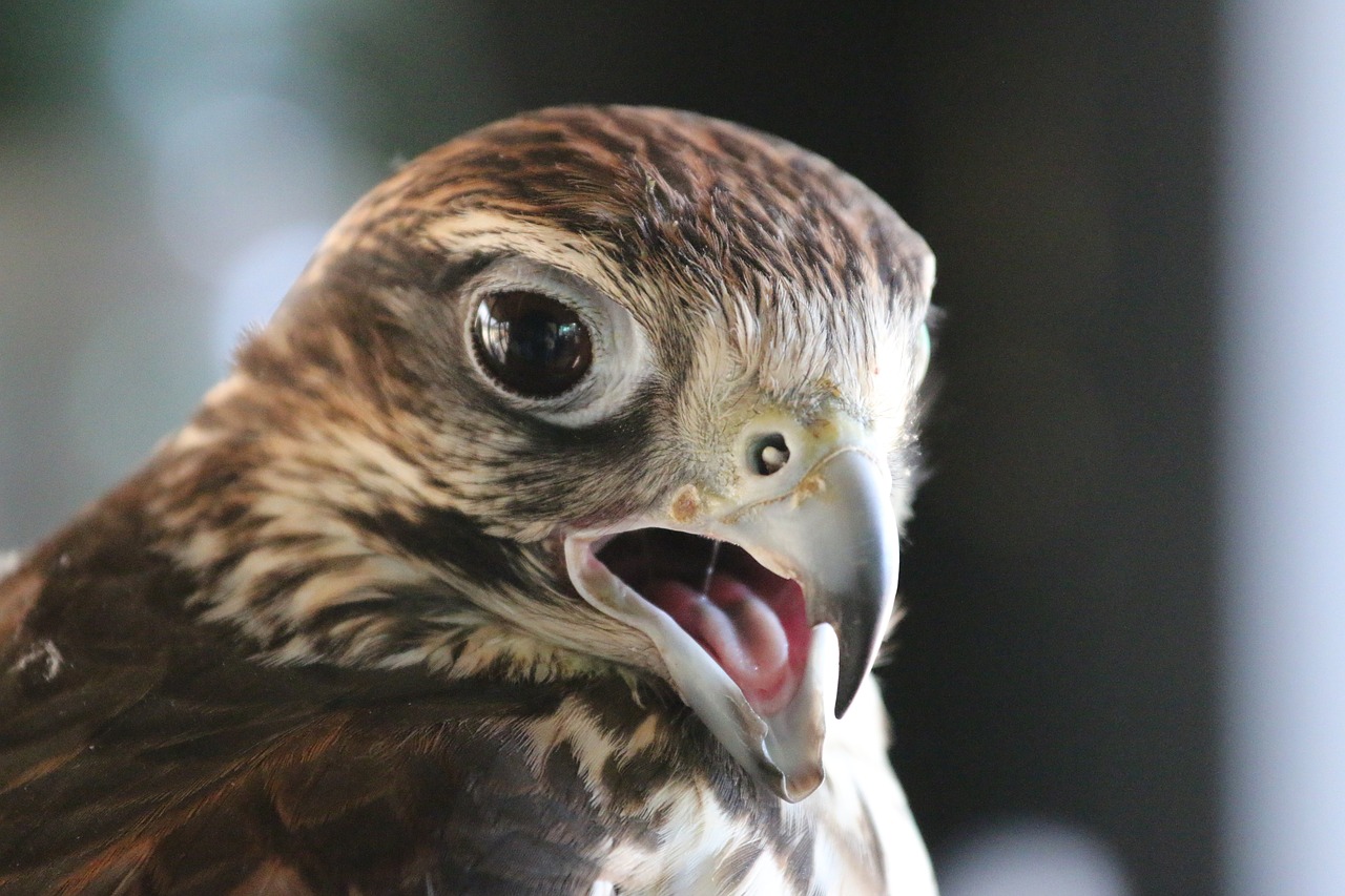 raptor  fly  bird free photo