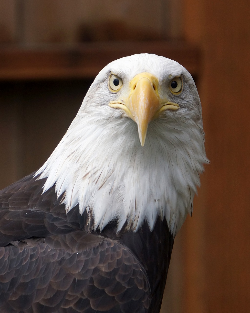 raptor  eagle  majestic free photo