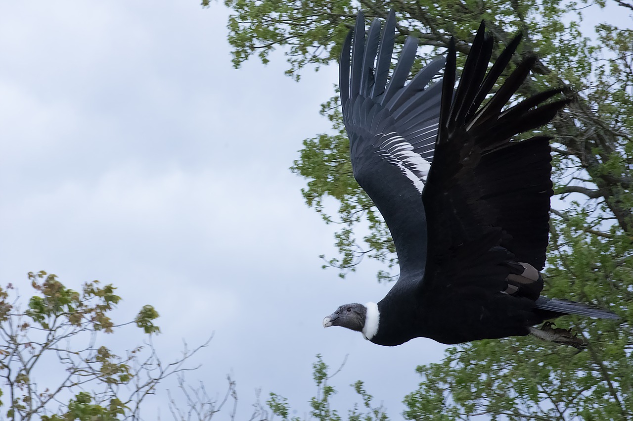 raptor  vulture  bird free photo