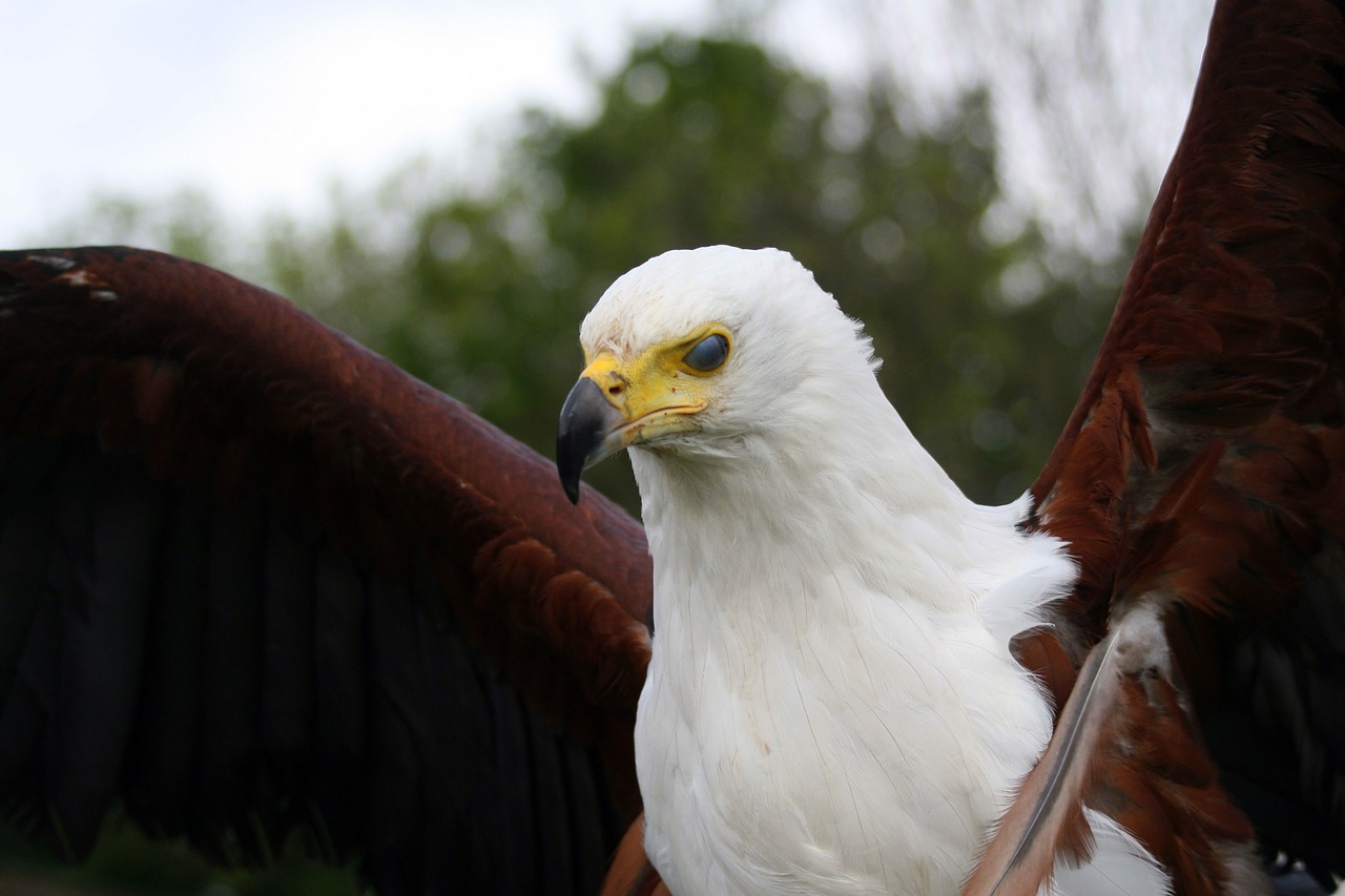 raptor eagle beak free photo