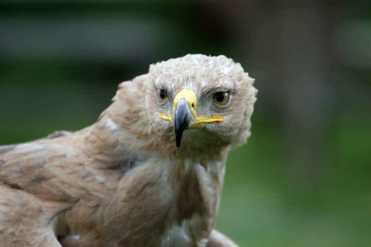 raptor beak feathers free photo