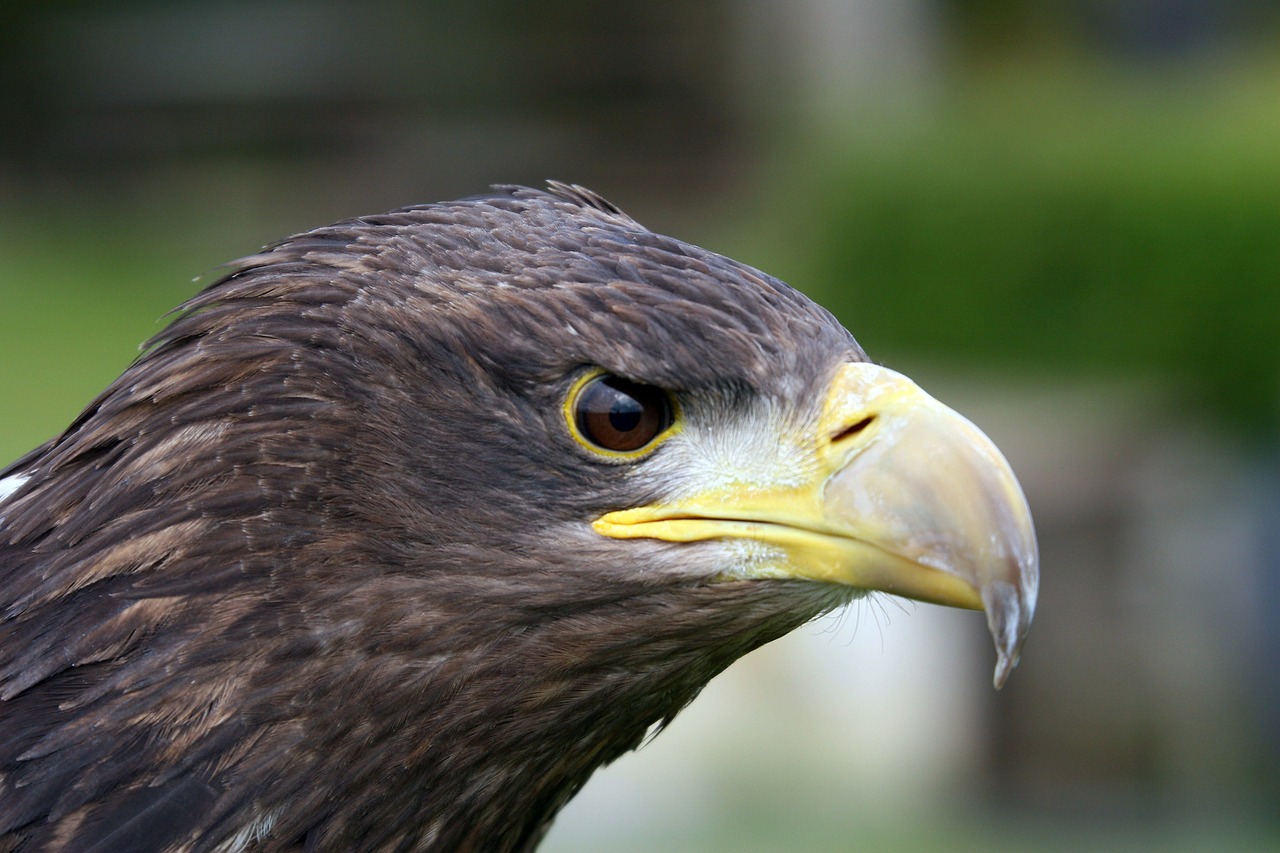 raptor eagle beak free photo