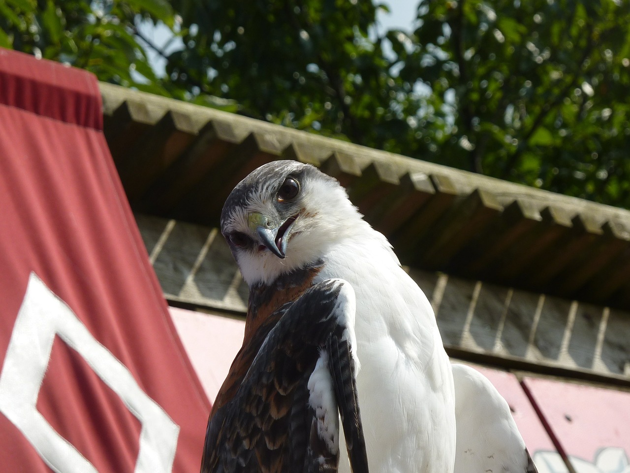 raptor falcon bird free photo
