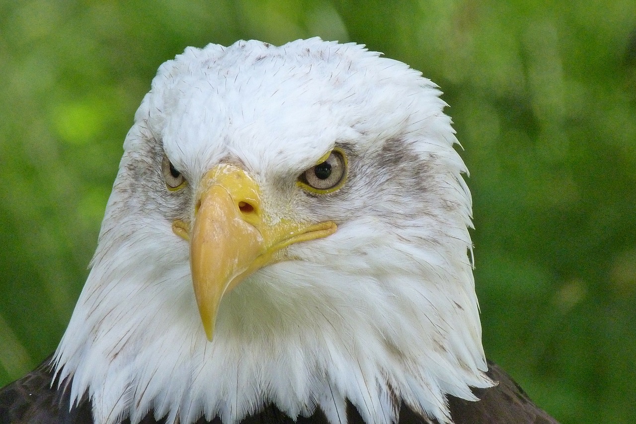 raptor adler bald eagles free photo