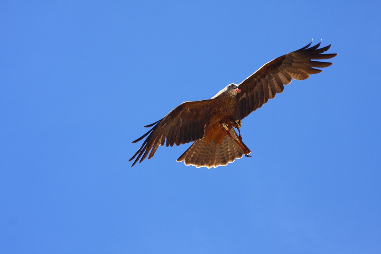 raptor bird of prey fly free photo