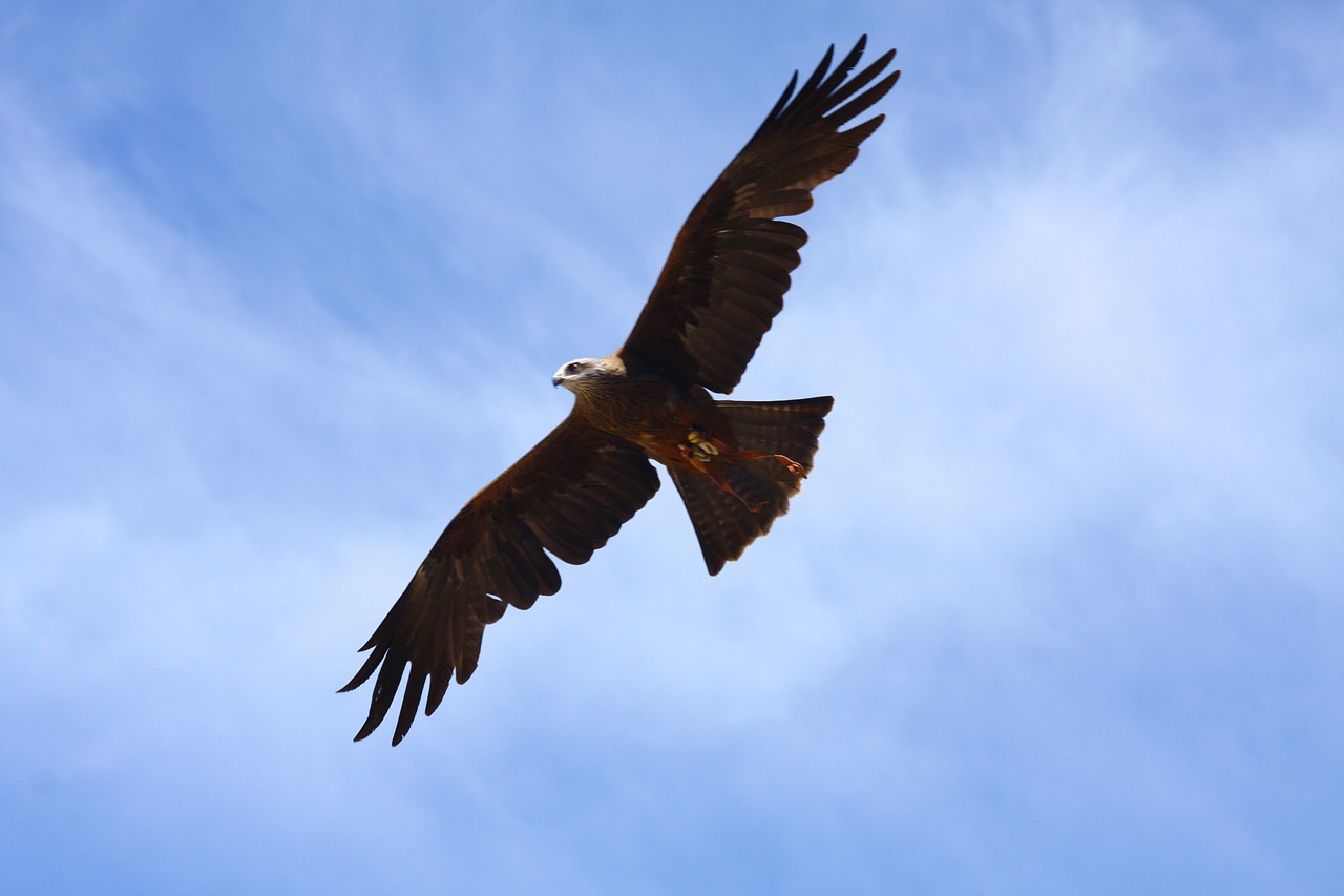 raptor bird of prey fly free photo