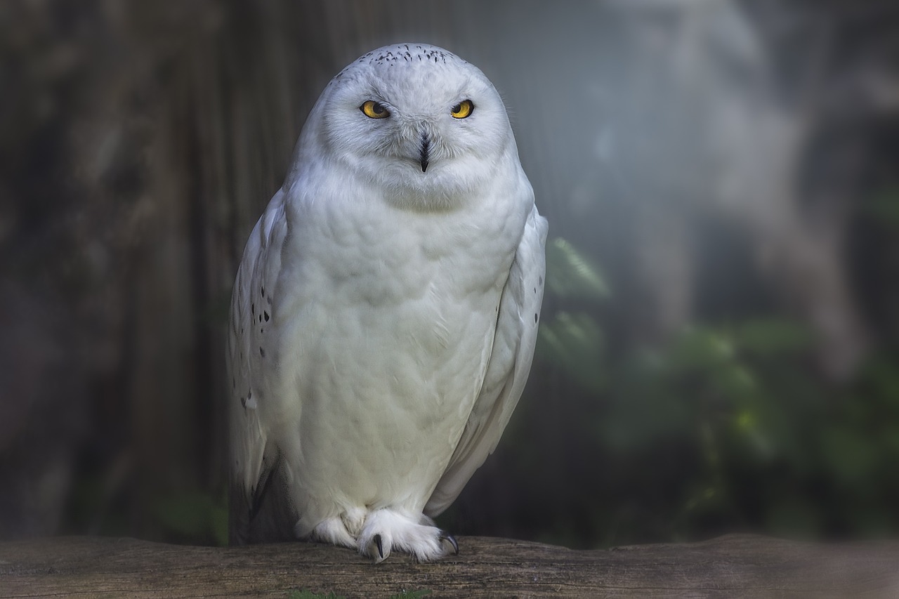 raptor owl bird free photo